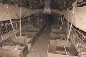 Grower pens underneath farrowing crates - Australian pig farming - Captured at Willawa Piggery, Grong Grong NSW Australia.