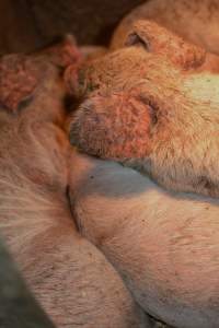 Piglets with mange - Australian pig farming - Captured at Korunye Park Piggery, Korunye SA Australia.