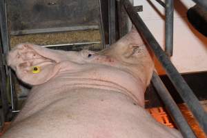 Farrowing crates at Wasleys Piggery SA - Australian pig farming - Captured at Wasleys Piggery, Pinkerton Plains SA Australia.