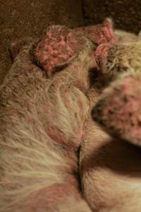 Piglets with mange - Australian pig farming - Captured at Korunye Park Piggery, Korunye SA Australia.