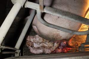 Stillborn piglets - Australian pig farming - Captured at Deni Piggery, Deniliquin NSW Australia.