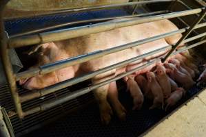 Farrowing crates at Yelmah Piggery SA - Australian pig farming - Captured at Yelmah Piggery, Magdala SA Australia.