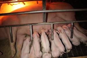 Farrowing crates at Finniss Park Piggery SA - Australian pig farming - Captured at Finniss Park Piggery, Mannum SA Australia.