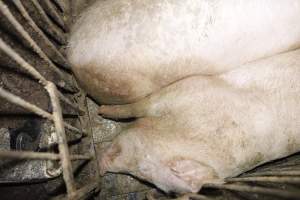 Grower/finisher pigs living in excrement - Australian pig farming - Captured at Narrogin Piggery, Dumberning WA Australia.