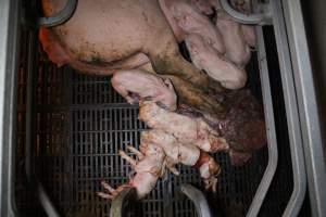 Stillborn piglets - Australian pig farming - Captured at Sheaoak Piggery, Shea-Oak Log SA Australia.