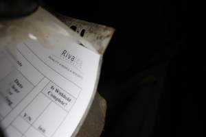 Farrowing record identifying Rivalea company - Australian pig farming - Captured at St Arnaud Piggery Units 2 & 3, Saint Arnaud VIC Australia.