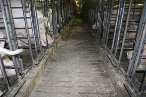 Looking down aisle of sow stall shed - Australian pig farming - Captured at Grong Grong Piggery, Grong Grong NSW Australia.