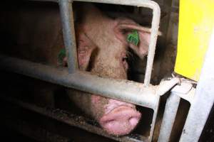 Farrowing crates at Girgarre Piggery VIC - Australian pig farming - Captured at Girgarre Piggery, Kyabram VIC Australia.