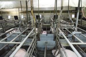 Farrowing crates at Nambeelup Piggery WA - Australian pig farming - Captured at Nambeelup Piggery, Nambeelup WA Australia.