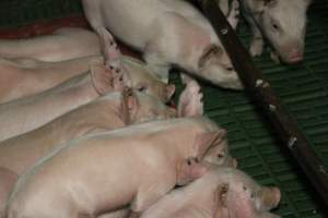 Farrowing crates at Dublin Piggery SA - Australian pig farming - Captured at Dublin Piggery, Dublin SA Australia.