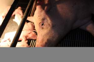Farrowing crates at Wasleys Tailem Bend Piggery SA - Australian pig farming - Captured at Tailem Bend Piggery, Tailem Bend SA Australia.