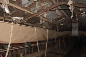 Ceiling of farrowing/grower shed - Australian pig farming - Captured at Willawa Piggery, Grong Grong NSW Australia.