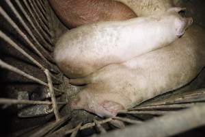 Grower/finisher pigs living in excrement - Australian pig farming - Captured at Narrogin Piggery, Dumberning WA Australia.