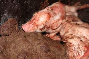 Farrowing crates at Selko Piggery NSW - Australian pig farming - Captured at Selko Piggery, Narrandera NSW Australia.