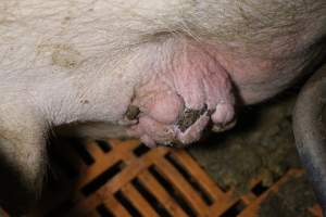 Farrowing crates at Wasleys Piggery SA - Australian pig farming - Captured at Wasleys Piggery, Pinkerton Plains SA Australia.