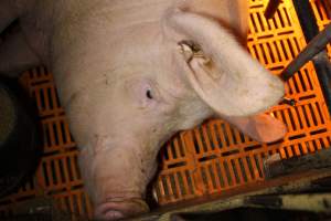 Farrowing crates at Huntly Piggery NSW - Australian pig farming - Captured at Huntly Piggery, Huntly North VIC Australia.