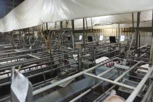 Farrowing crates at Nambeelup Piggery WA - Australian pig farming - Captured at Nambeelup Piggery, Nambeelup WA Australia.