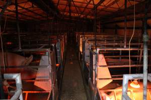 Farrowing crates at Finniss Park Piggery SA - Australian pig farming - Captured at Finniss Park Piggery, Mannum SA Australia.