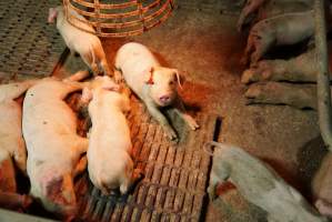 Farrowing crates at Yelmah Piggery SA - Australian pig farming - Captured at Yelmah Piggery, Magdala SA Australia.