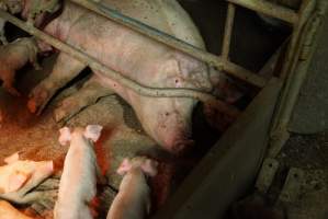 Farrowing crates at Yelmah Piggery SA - Australian pig farming - Captured at Yelmah Piggery, Magdala SA Australia.