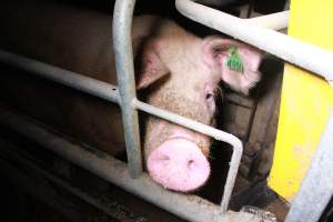 Farrowing crates at Girgarre Piggery VIC - Australian pig farming - Captured at Girgarre Piggery, Girgarre VIC Australia.