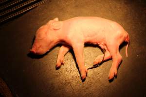 Farrowing crates at Selko Piggery NSW - Australian pig farming - Captured at Selko Piggery, Narrandera NSW Australia.