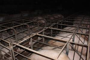 Sow stalls at Culcairn Piggery NSW - Australian pig farming - Captured at Culcairn Piggery, Culcairn NSW Australia.