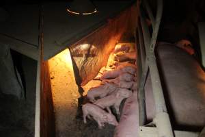 Farrowing crates at Deni Piggery NSW - Australian pig farming - Captured at Deni Piggery, Deniliquin NSW Australia.