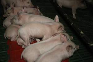 Farrowing crates at Dublin Piggery SA - Australian pig farming - Captured at Dublin Piggery, Dublin SA Australia.