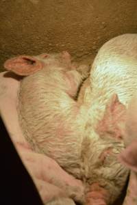 Farrowing crates at Korunye Park Piggery SA - Australian pig farming - Captured at Korunye Park Piggery, Korunye SA Australia.