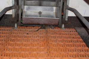 Rat under feed tray - Australian pig farming - Captured at Wasleys Piggery, Pinkerton Plains SA Australia.