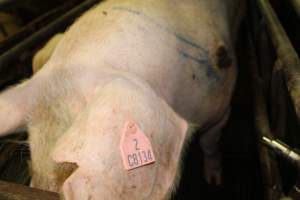 Farrowing crates at Bungowannah Piggery NSW - Australian pig farming - Captured at Bungowannah Piggery, Bungowannah NSW Australia.