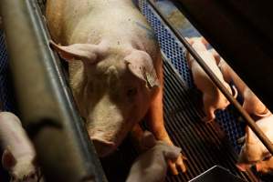 Farrowing crates at Yelmah Piggery SA - Australian pig farming - Captured at Yelmah Piggery, Magdala SA Australia.