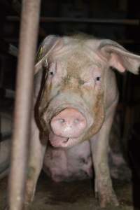 Sow stalls at Korunye Park Piggery SA - Australian pig farming - Captured at Korunye Park Piggery, Korunye SA Australia.