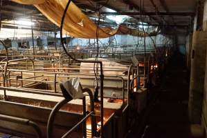 Farrowing crates at Yelmah Piggery SA - Australian pig farming - Captured at Yelmah Piggery, Magdala SA Australia.