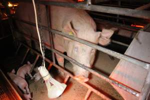 Farrowing crates at Finniss Park Piggery SA - Australian pig farming - Captured at Finniss Park Piggery, Mannum SA Australia.