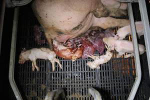 Stillborn piglets - Australian pig farming - Captured at Sheaoak Piggery, Shea-Oak Log SA Australia.