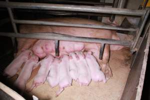 Farrowing crates at Girgarre Piggery VIC - Australian pig farming - Captured at Girgarre Piggery, Girgarre VIC Australia.
