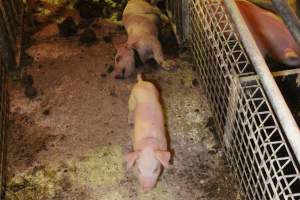 Piglet with throat cut open in aisle, loose piglet nearby - Australian pig farming - Captured at St Arnaud Piggery Units 2 & 3, Saint Arnaud VIC Australia.