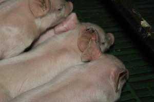 Farrowing crates at Dublin Piggery SA - Australian pig farming - Captured at Dublin Piggery, Dublin SA Australia.