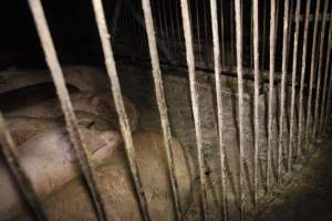 Grower/finisher pigs living in excrement - Australian pig farming - Captured at Narrogin Piggery, Dumberning WA Australia.