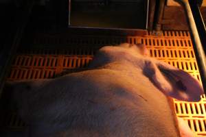 Farrowing crates at Wasleys Piggery SA - Australian pig farming - Captured at Wasleys Piggery, Pinkerton Plains SA Australia.