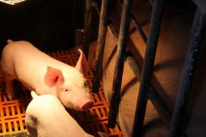 Farrowing crates at Huntly Piggery NSW - Australian pig farming - Captured at Huntly Piggery, Huntly North VIC Australia.