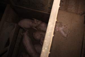 Dead piglet in walkway, growers beneath - Australian pig farming - Captured at Willawa Piggery, Grong Grong NSW Australia.