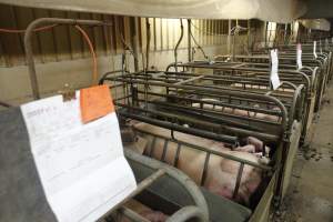 Farrowing crates at Nambeelup Piggery WA - Australian pig farming - Captured at Nambeelup Piggery, Nambeelup WA Australia.