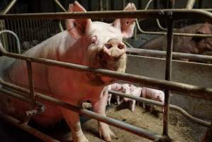 Farrowing crates at Yelmah Piggery SA - Australian pig farming - Captured at Yelmah Piggery, Magdala SA Australia.