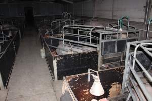 Farrowing crates at Selko Piggery NSW - Australian pig farming - Captured at Selko Piggery, Narrandera NSW Australia.