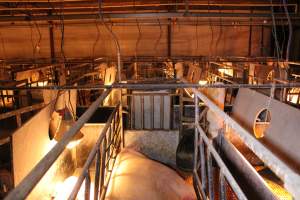 Farrowing crates at Huntly Piggery NSW - Australian pig farming - Captured at Huntly Piggery, Huntly North VIC Australia.