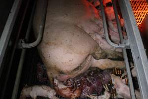 Stillborn piglets - Australian pig farming - Captured at Sheaoak Piggery, Shea-Oak Log SA Australia.