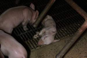 Farrowing crates at Finniss Park Piggery SA - Australian pig farming - Captured at Finniss Park Piggery, Mannum SA Australia.